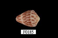 藏品(花環芋螺)的圖片